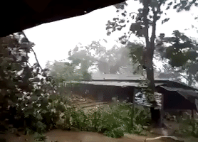 Cyclone Mora Topples Trees in Southeast Bangladesh