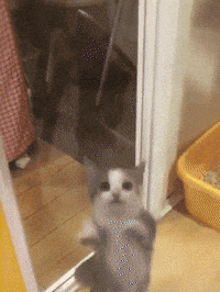 Happy Happy Happy Dancing GIF