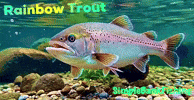 Rainbow Trout Seattle GIF