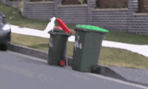 vozdoalem giphygifmaker ciencia sidney cacatua GIF