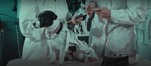 Space Dogs GIF by Filmin
