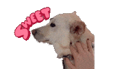 제아콘 Sticker