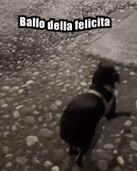 Oreopawsup dog pet shakira oreo GIF