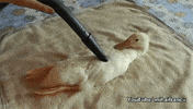 duck suck GIF
