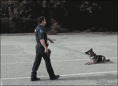 cop dog cops GIF by Cheezburger