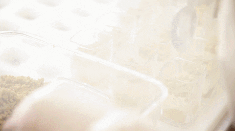 seasons52 giphyupload GIF