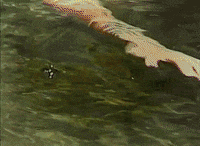 Waysides GIF by Bedouine