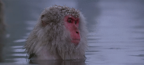 Macaque snow monkey GIF