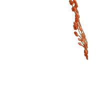 Flowers Orange Sticker by mujajuma