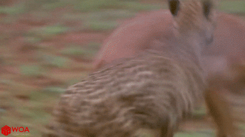 cuteanimalland giphyupload GIF