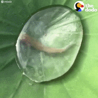 bubble fish GIF by The Dodo