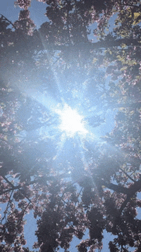 dolleduphippie  GIF
