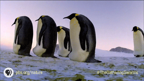 Pbs Nature Penguin GIF by Nature on PBS