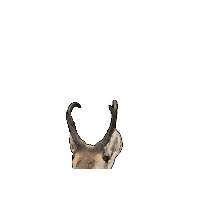 Antelope Bogey Sticker by CCC Golf