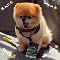 No Way Omg GIF