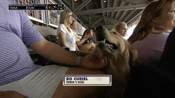 Good Boy Dog GIF by NCAA Championships
