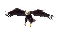 graphics eagle STICKER