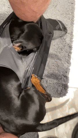 piper_the_dachshund_uk dog puppy toilet dachshund GIF