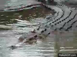 crocodile GIF