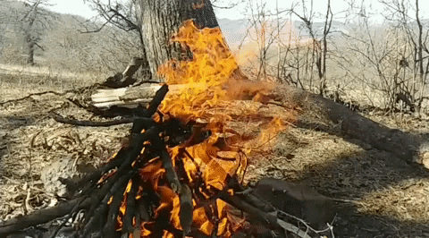 narmonana  GIF