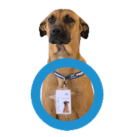 Dog Hb20 Sticker by Prime Hyundai