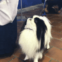 dog show dogs GIF by Westminster Kennel Club