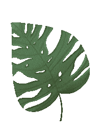Plant Monstera Sticker