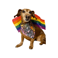 Transgender Day Of Visibility Trans Sticker by Geekster Pets
