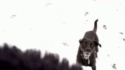 irlcam GIF by catpowell