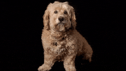 soulpancake dog blink wait silence GIF
