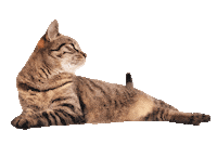 Cat Sticker by ViennaTouristboard