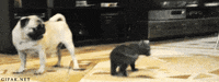 scared cat GIF