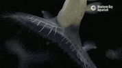 montereybayaquarium weird yell yawn gasp GIF