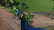 La Salle Art GIF by jorgemariozuleta