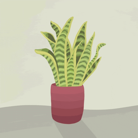 Flower Pot Dancing GIF