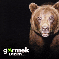 Shocked Bear GIF by Görmek Lazım