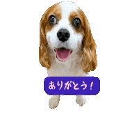 Cavalierkingcharlesspaniel Sticker