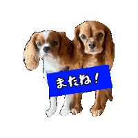 Puppy Cavalierkingcharlesspaniel Sticker