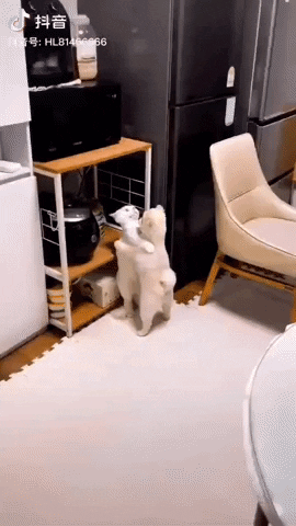 cuteanimalland giphyupload GIF