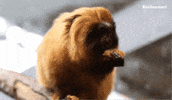 Tamarin Eating GIF by Korkeasaari Zoo