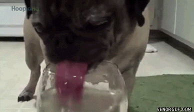 water pug GIF