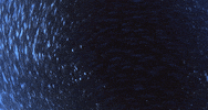 fish swimming GIF