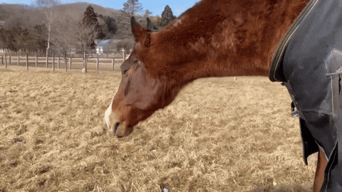 Horse Irl GIF