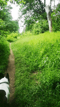 French Bulldog Fun GIF