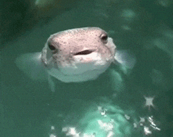 Fish boop