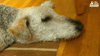 dog GIF by The Dodo