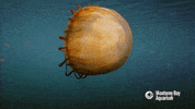 monterey harbor sea GIF by Monterey Bay Aquarium