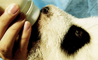 close up panda GIF