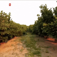 Fresh Air Tree GIF by TRT