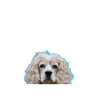 Cocker Spaniel What Sticker by TracysPawsRescue